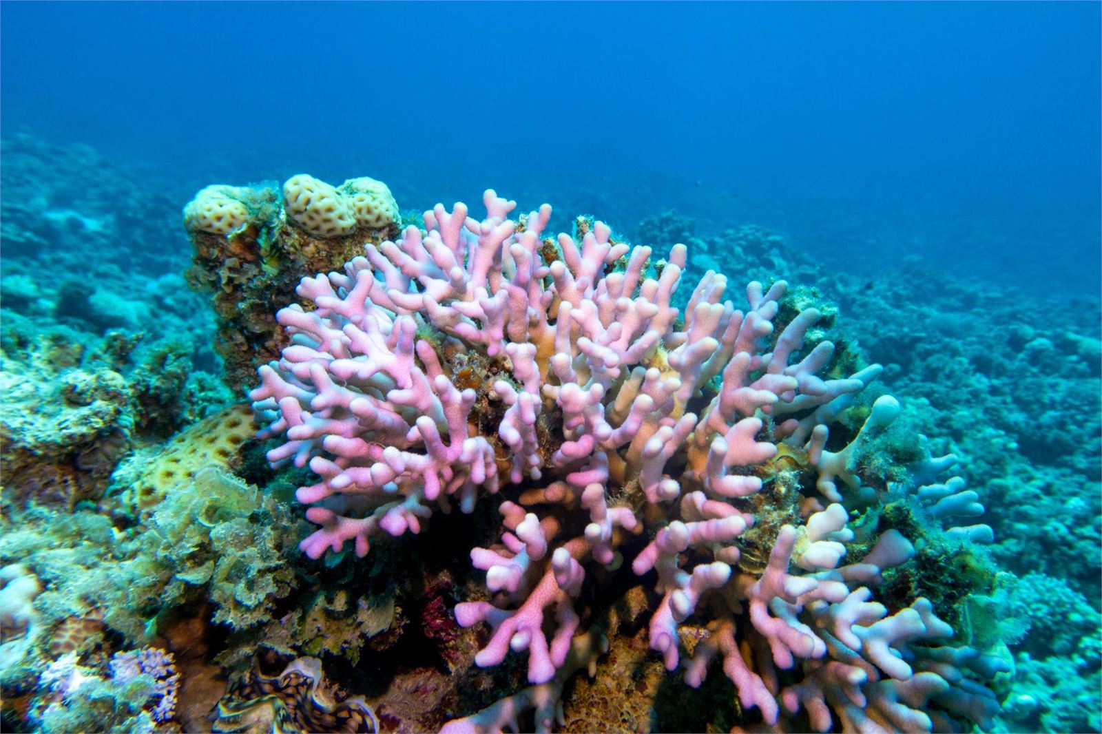 Florida's reefs are not okay. Here's what we're doing about it.