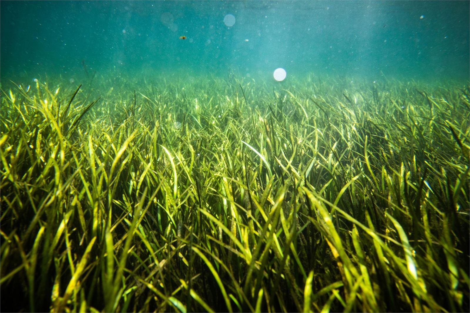 Florida seagrass